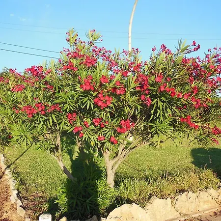 Πάρκο διακοπών Jardins Da Balaia Αλμπουφέιρα